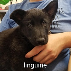 Photo of Linguine