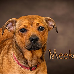 Photo of Meeka