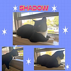 Thumbnail photo of Shadow - a sweet chatty boy! #2