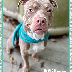 Thumbnail photo of MILES #2