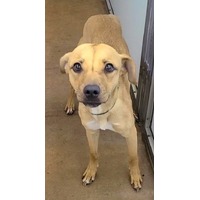 adopt-pet