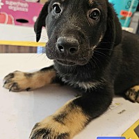 adopt a pet