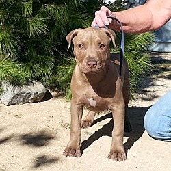 Photo of American Pit Bull Terrier pupp