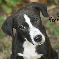 Thumbnail photo of Seale ~ meet me! #1