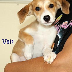 Thumbnail photo of Valt ~ meet me! ~ #4
