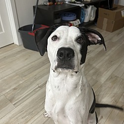Photo of Remy