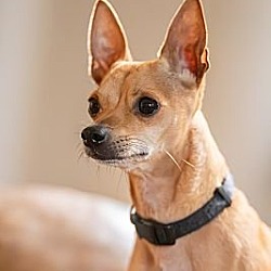 Thumbnail photo of Toby - 8 year old male Chihuahua - COURTESY POST #3