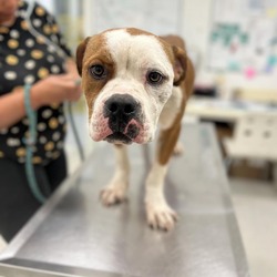 Photo of Chester
