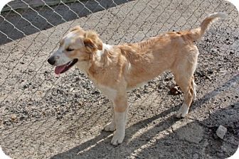 bobtail golden retriever mix