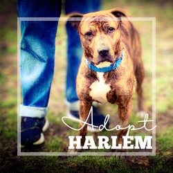 Thumbnail photo of Harlem #1