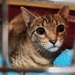 Thumbnail photo of Yardley (female tabby) & Scrappy (male black) #2