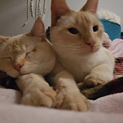 Thumbnail photo of Joey / Chandler (Bonded Pair) #1