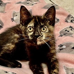 Thumbnail photo of Auburn (College Kittens) #3