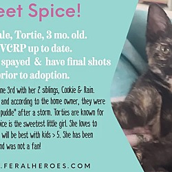 Thumbnail photo of Spice #1