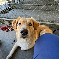 adopt a pet
