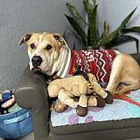 adopt a pet