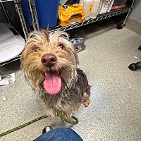 adopt a pet