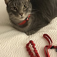 adopt a pet