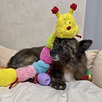 adopt a pet