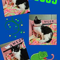 adopt a pet