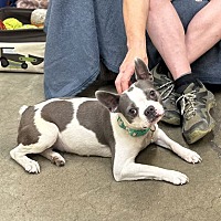 adopt a pet