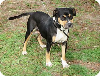 bernese mountain dog and pitbull mix
