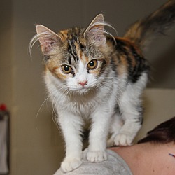 Thumbnail photo of Patches (Spayed) #1