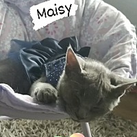 Photo of Maisy