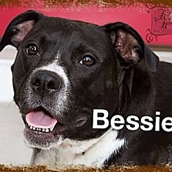 Photo of Bessie