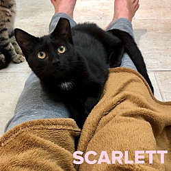 Photo of Scarlett