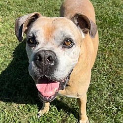 Photo of Bruno