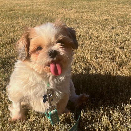 Fort Worth TX Shih Tzu Meet Florsheim A Pet For Adoption   813676544 