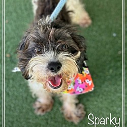 Thumbnail photo of SPARKY #2