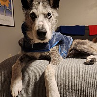 adopt a pet