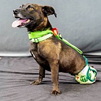 adopt a pet