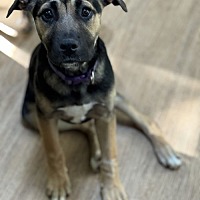 adopt a pet