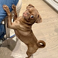 adopt a pet