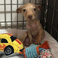 adopt a pet