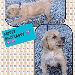Thumbnail photo of Britty Buttercup (Pom) #3