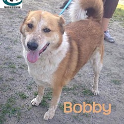 Thumbnail photo of Bobby - Adopted July 2016 #1