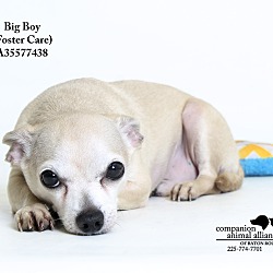 Thumbnail photo of Big Boy  (Foster Care) #1