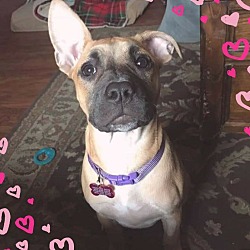Thumbnail photo of RUBY*adoption pending* #1