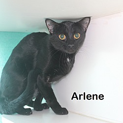 Photo of Arlene