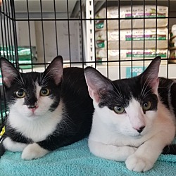 adopt cats for free near me