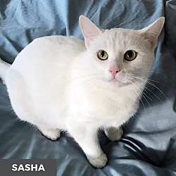 Thumbnail photo of Sasha #2