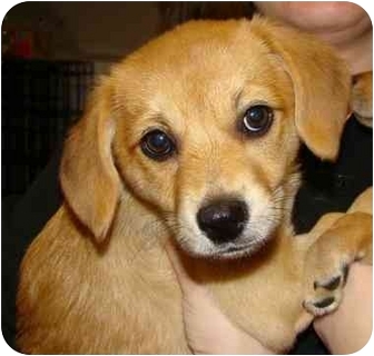 chihuahua labrador retriever mix