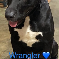 Thumbnail photo of WRANGLER #3