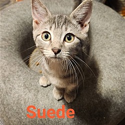 Photo of Suede