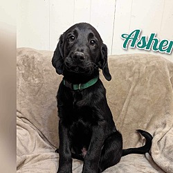 Photo of Asher (pending)