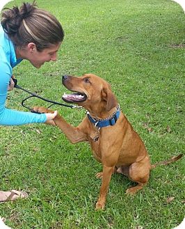 rhodesian ridgeback mountain cur mix